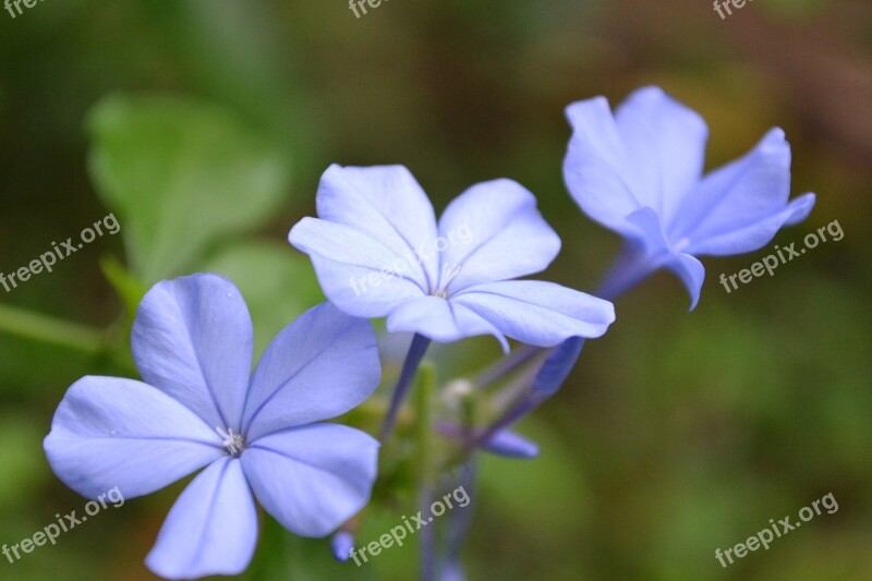 Light Violet Flower Flower Light Blue Lilies Small Flowers