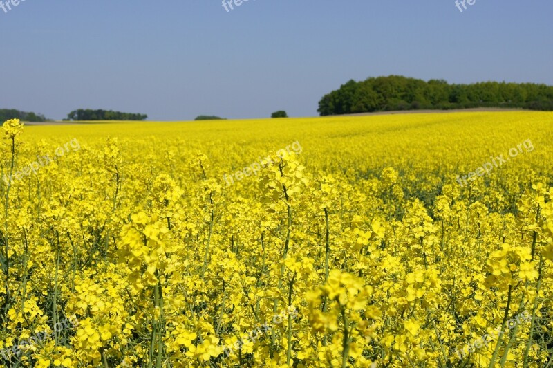 Oilseed Rape Field Field Of Rapeseeds Free Photos