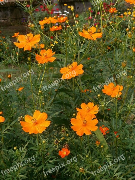 Cosmos Sulphureus Cosmos Orange Blossom Summer Flowers Flower Bed