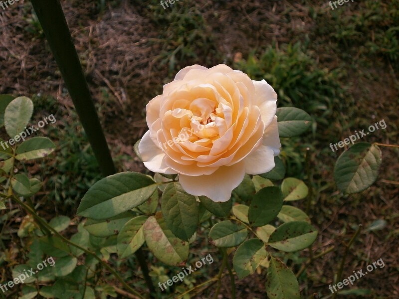 Rose Cream Color Rose Garden Free Photos