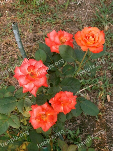 Rose Orange Blossom Rose Garden Free Photos