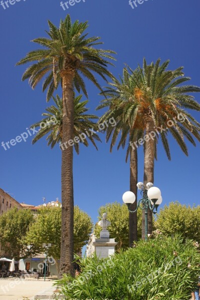 Landscape Palm Trees Palm Tree Air Blue