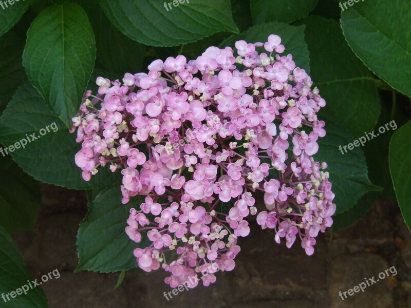 Hydrangea Bauer Hydrangea Flowers Purple Summer Flowers