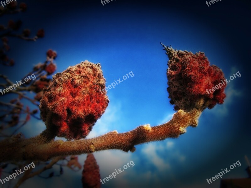 Rhus Typhina Tree Plants Flowering Blossom