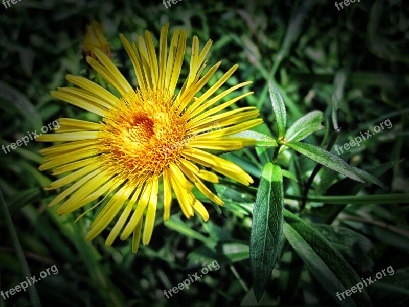 Meadow Fleabane Flower Nature Outside Macro