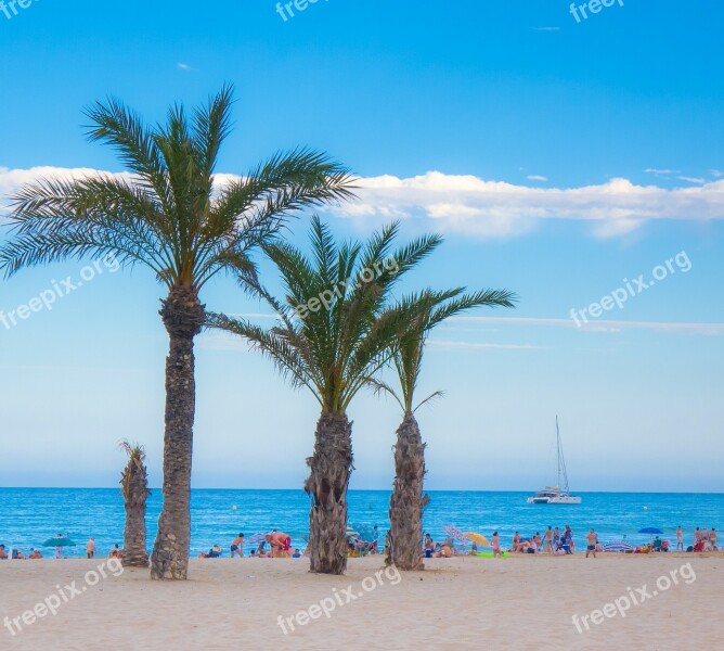 Beach Palms Sand Holiday Twilight