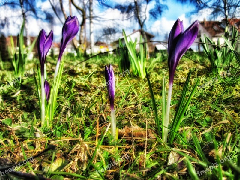 Crocus Flowers Spring Nature Outside