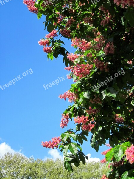 Tree Bush Flowers Nature Outside