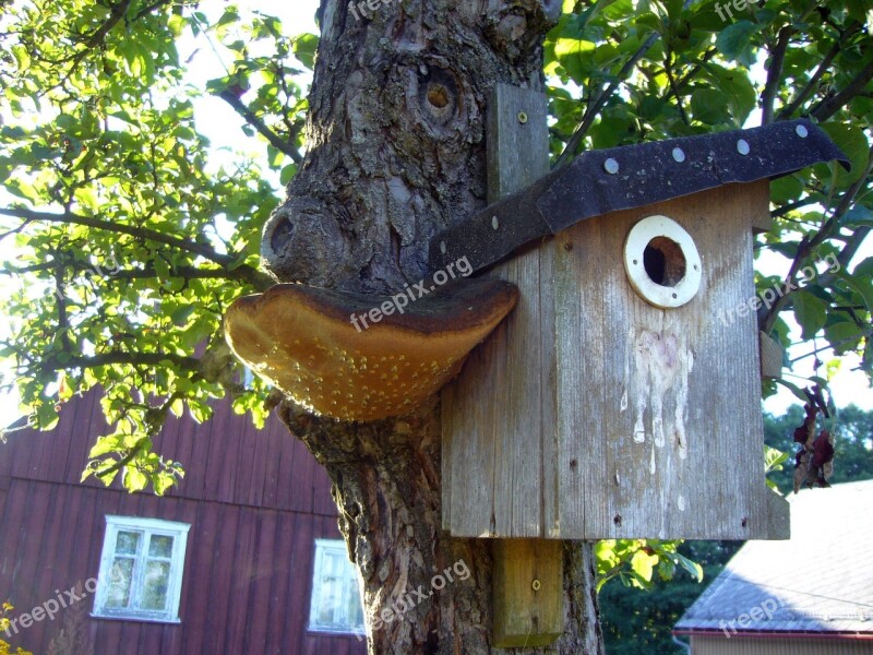 Aviary Bird Mushroom Tree Fungus Free Photos