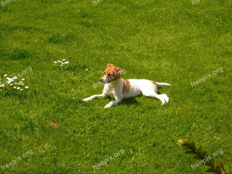 Dog Pet Jack Russell Animal Grass