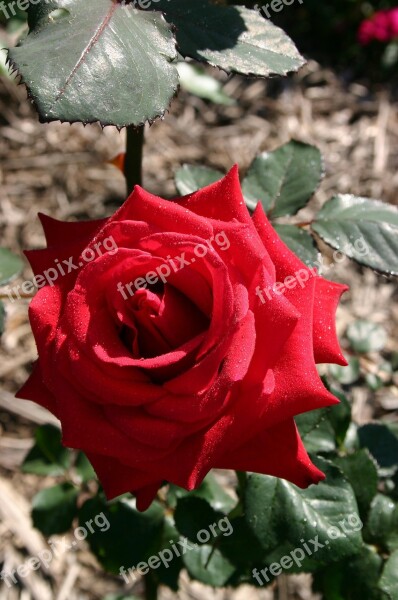 Red Rose Flower Plant Bloom