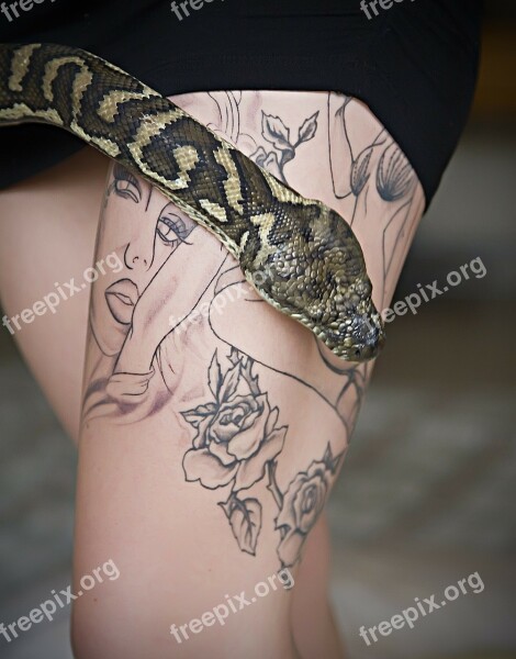 Tattoo Snake Python Pet Snake Pythoninae