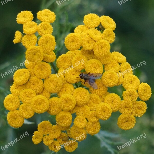 Tansy Tanacetum Vulgare Yellow Blooms Button Flower Free Photos