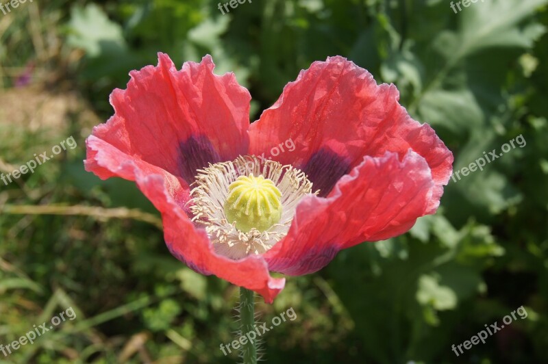 Poppy Field Of Poppies Klatschmohn Free Photos