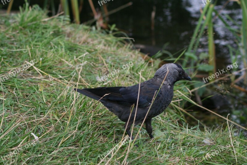 Corvus Monedula Bird Black The Jackdaw Crow