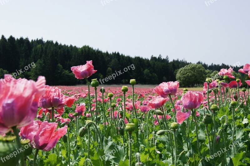 Poppy Field Of Poppies Klatschmohn Free Photos