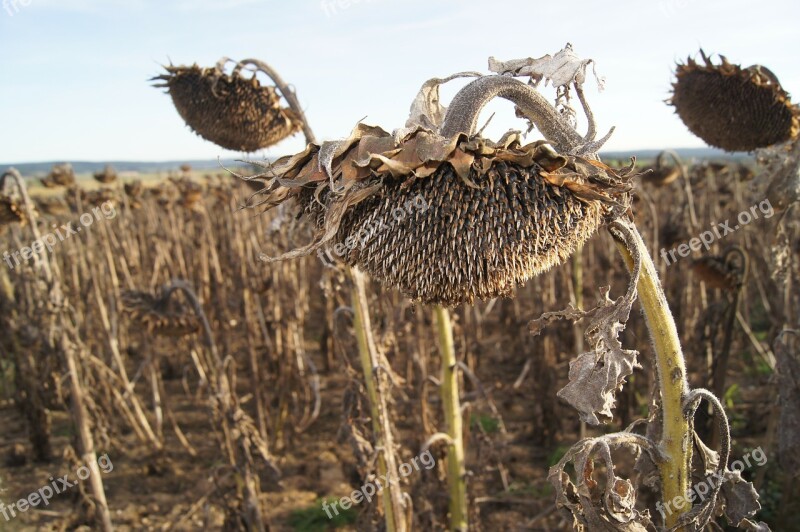 Sunflower Sun Summer Ripe Dried