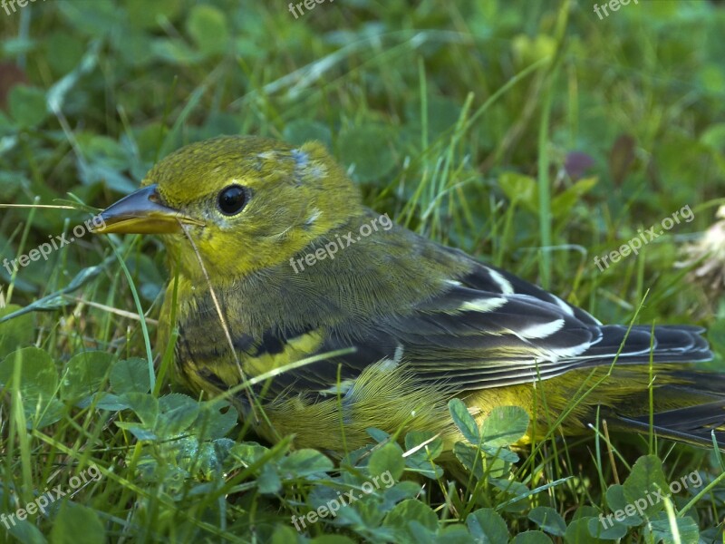 Baltimore Oriole Bullocks Oriole Female Bird Sitting