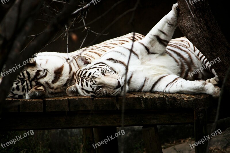 Tiger White Cat Predator Animal