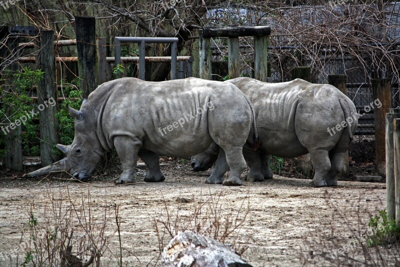 Rhino Rhinoceros Horned Horn Horns