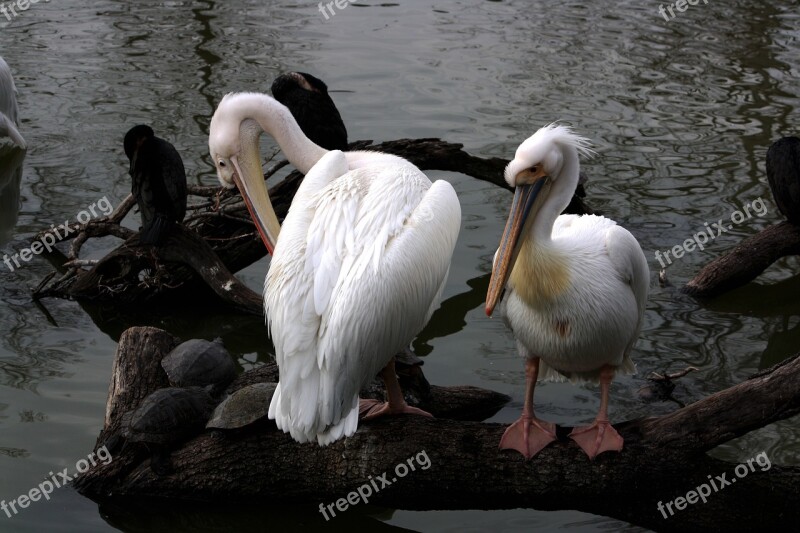 Pelican White Water Animal Bird