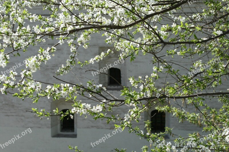 Moscow Building Spring Tree Green Leaves