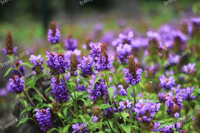 Flowers Plants Hyacinth Free Photos