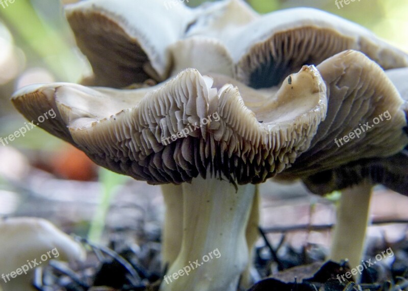 Deceptive Milkcap Lactarius Deceptivus Peck Mushroom Forest Plant