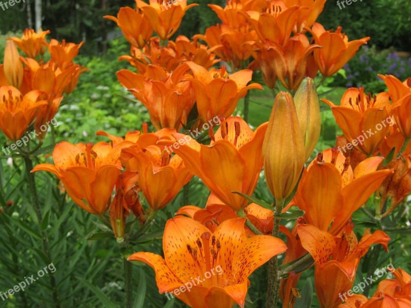 The Emperor's Crown Brown Lily Garden Lily Free Photos