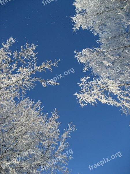 Frost Branches Winter Sky Free Photos