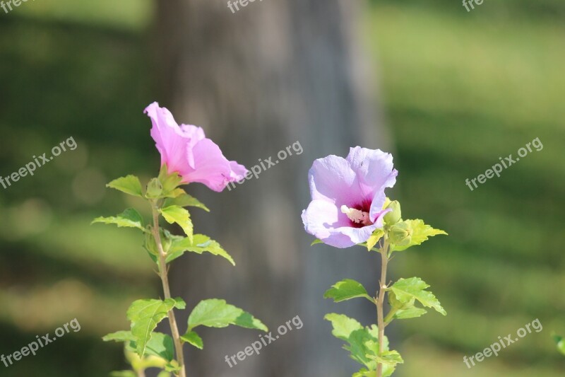 Flower Plant Perennial Free Photos