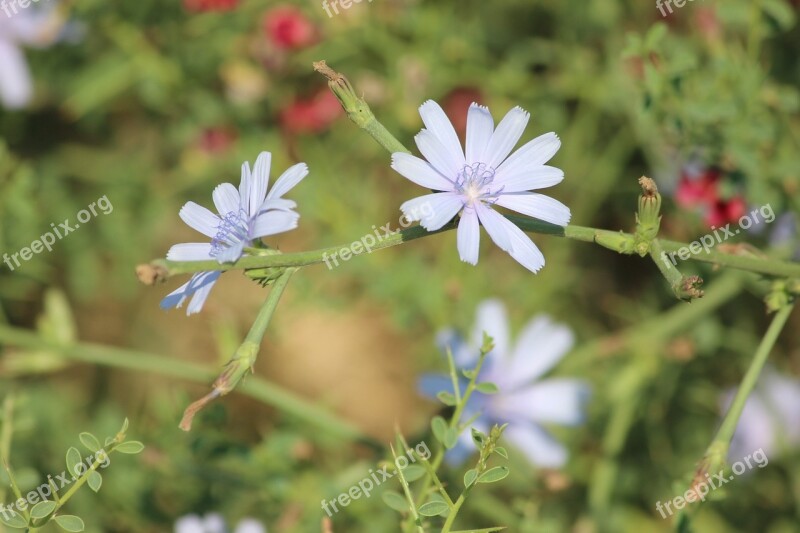 Flower Plant Concerning Perennial Free Photos