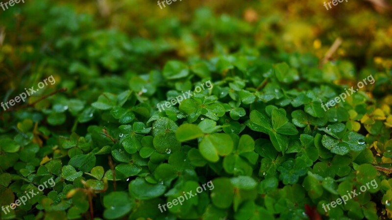 Clover Macro Grass Free Photos