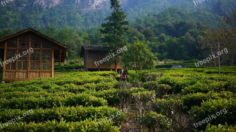 Tea Garden Hillside Tea House Free Photos