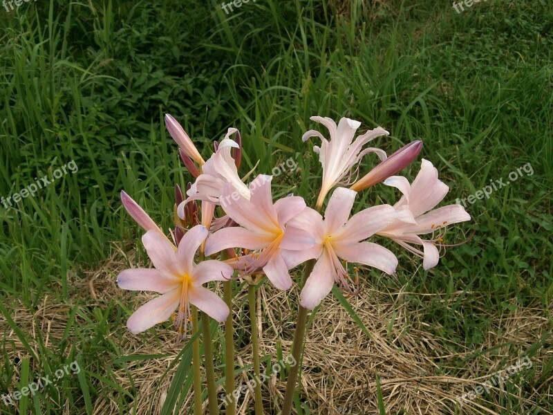 Licorice Amaryllidaceae Genera Lycoris Squamigera Amaryllidaceae Pink Flower