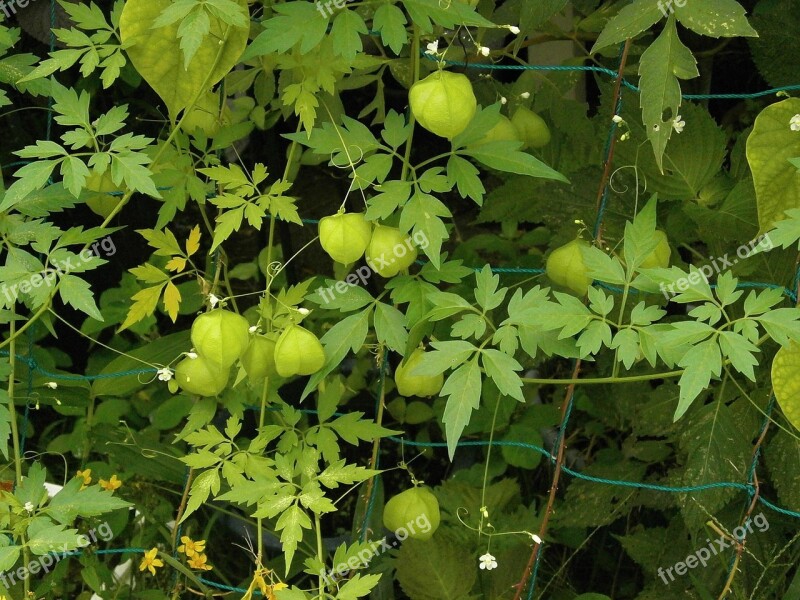 Heart Pea Sapindaceae Sapindus Eyes Balloons Green Fruit