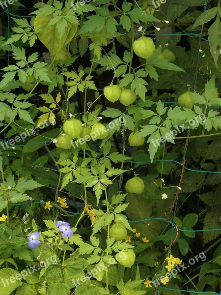 Heart Pea Sapindaceae Sapindus Eyes Balloons Green Fruit