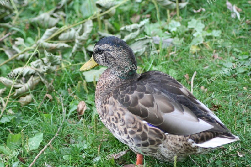 Anas Platyrhynchos Mallard Duck Bird