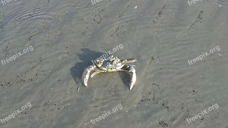 Watts Wadden Sea North Sea Cancer Sea