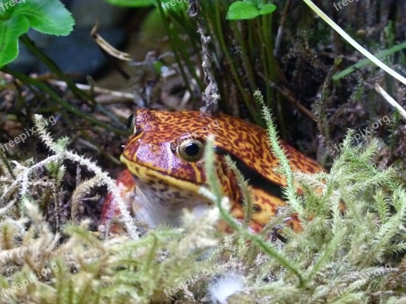 Tomato Frog Amphibian Frog Pond Creature Close-up