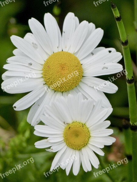 Daisy Wild Flower Daisies Summer Plant Nature