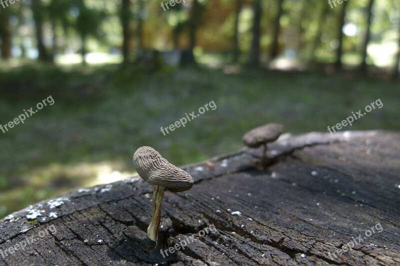 Mushroom Tree Stump Fungus Nature