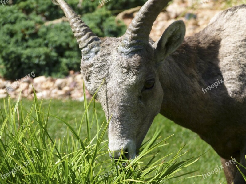 Mountain Sheep Grazing Head Horn Garden