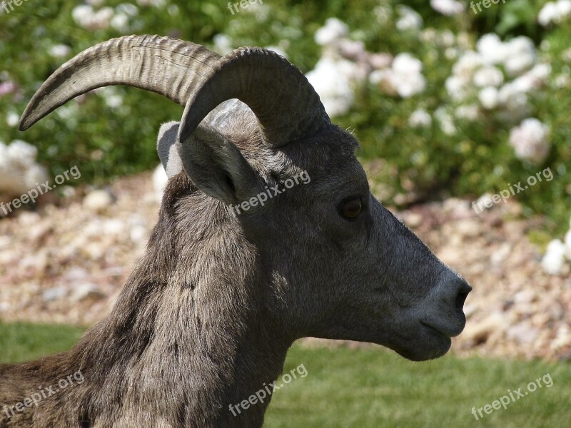 Mountain Sheep Head Horn Garden Animal