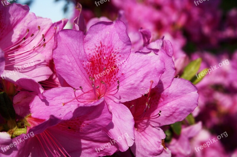 Azalea Plant Flower Pink Louisiana