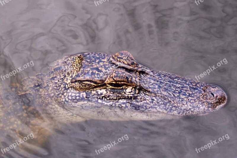 Alligator Gator Head Water Lake