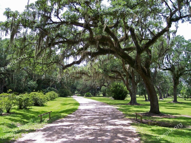 Moss Spanish Moss Mossy Trees Path