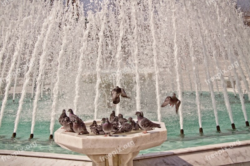 Bird Bath Pigeons Fountain Birds Swim