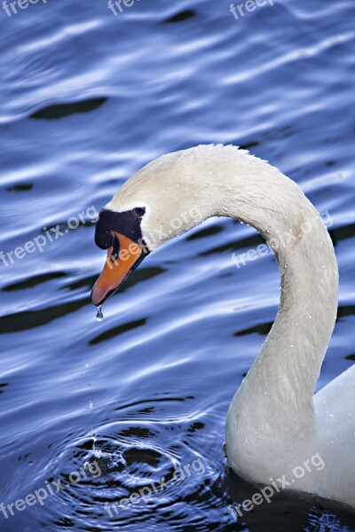 Swan Water Animal Blue Animal Portrait