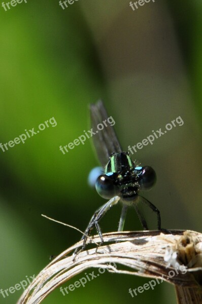 Dragonfly Insect Lake Water Eyes